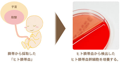 頭皮を“潤す”時代から、“整える”時代へ。 ヘッドスパの現場で結果が出た、頭皮専用設計 FEローションFE ローション⭐150ml